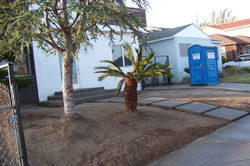 Palm planting in Sacramento