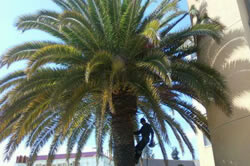 Palm removal in Sacramento