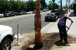 Tree planting in Sacramento