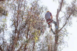 Tree pruning in Sacramento