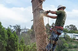 Tree thinning in Sacramento