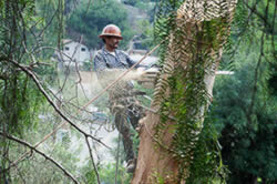 Tree Removal in sacramento