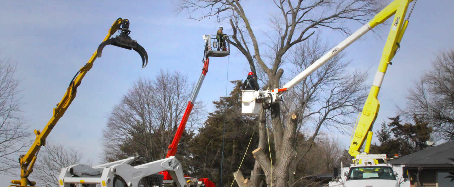 Tree Removal in Sacramento