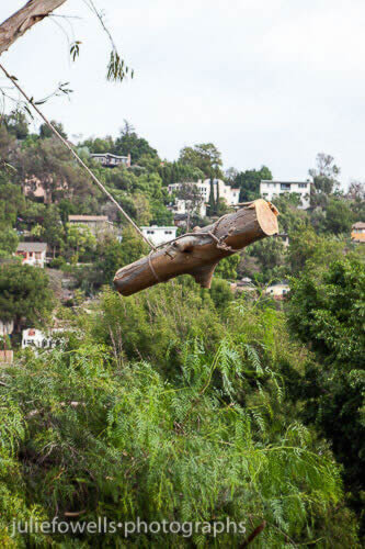 Tree Care Service in Sacramento, Tree Removal &amp; Tree Emergency Trimming  Service Company