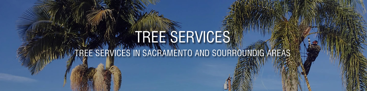 Landscaping Service in Sacramento
